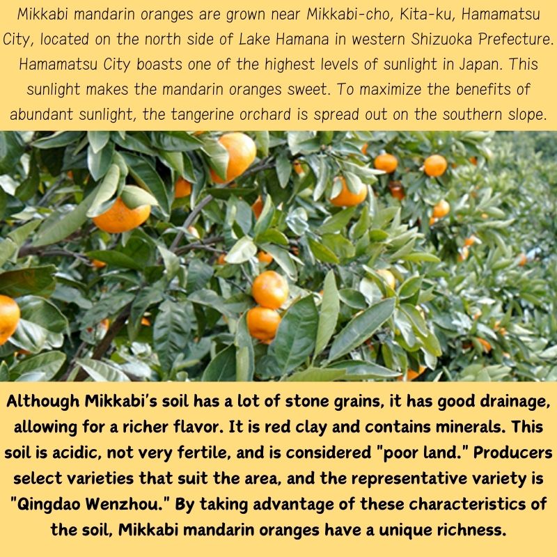 Japan's Shizuoka Prefecture is proud of Mikkabi mandarin oranges, Mikkabi brand, approximately 2.5 kg