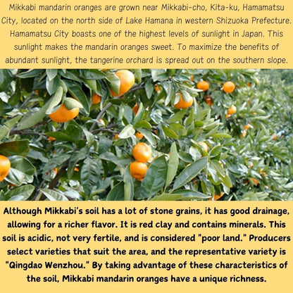 Japan's Shizuoka Prefecture is proud of Mikkabi mandarin oranges, Mikkabi brand, approximately 2.5 kg
