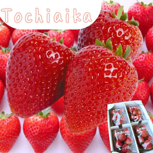 Delivered from Japan! [Tochiaika] Strawberries, Tochigi Prefecture, 260g x 4 packs