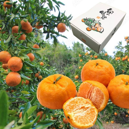 Brand from Ehime Prefecture, Japan Approximately 2 kg of ponkan from the production area "Ehime"