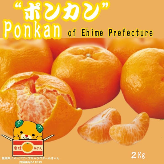 Approximately 2 kg of Ponkan oranges from Ehime Prefecture, Japan
