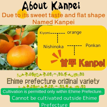 Kanpei from Ehime Prefecture, Japan, gift box, approx. 3 kg