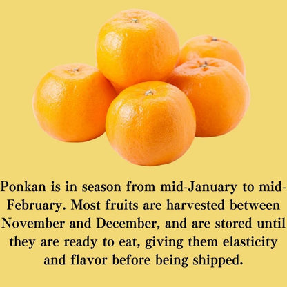 Brand from Ehime Prefecture, Japan Approximately 2 kg of ponkan from the production area "Ehime"